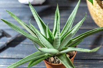 Obraz premium Succulent green plants in a pot on the wooden table. Indoor garden, home gardening. Home interior with flowers, close up 