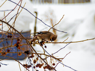 The taiga bird waxwing feeds on frozen fruits of the Siberian apple tree in winter, selective focus
