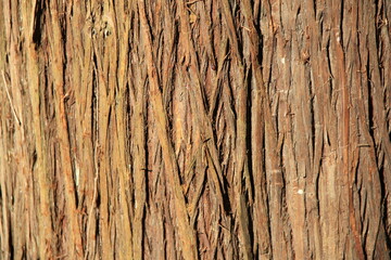 「スギ」の特徴的な樹皮