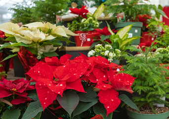 Christmas Poinsettia in the flower shop. Poinsettia flower is red symbol of Christmas.
