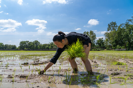 Amateur Asian man tests and tries to transplant rice seedlings in paddy rice field in the open sky day.