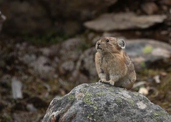 Photo of a Pika standing on a rock.