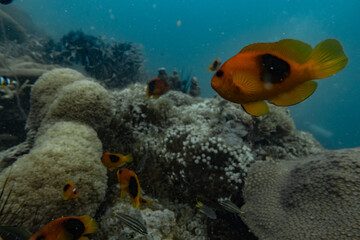 Naklejka na ściany i meble clown orange fish family fish in natural aquarium reef coral in great barrier reef