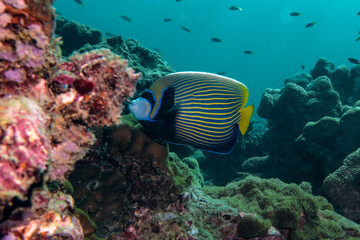 Fototapeta na wymiar coral reef and fish in thailand angel fish