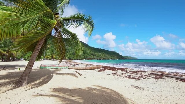 Lonely coconut tree against the backdrop of a blue cloudy sky. The emerald strip of the sea throws brown sargasses onto the white sandy beach. The shadows in the sand repeat the pattern of palm leaves