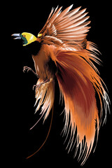 Paradise bird, cendrawasih, beautiful, art.illustration