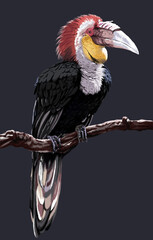 Wearthed hornbill, beautiful bird art. iluustration
