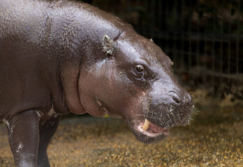 Pygmy Hippopotamus 