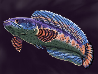 Channa auranti,beautiful fish,exotic,predator fish,multi color,isolated purple background
