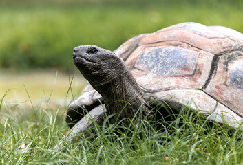 Obraz premium Galapagos Tortoise
