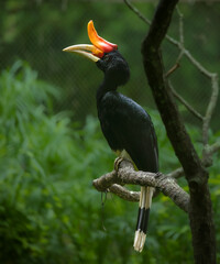 Rhinoceros Hornbill