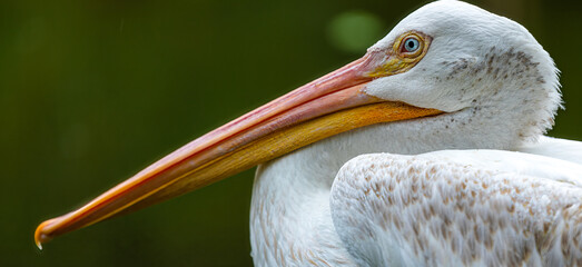 White Pelican Profile