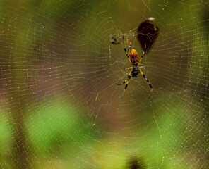 Golden Orb Weavers - Male and Female