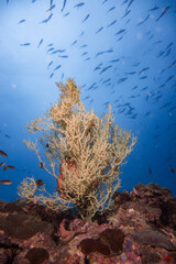 Fototapeta na wymiar Underwater blue ocean over a garden hard coral reef