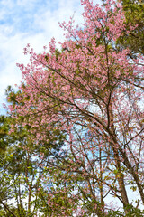pink wild himalayan cherry blooming on tree branch 