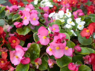Begonia flowers