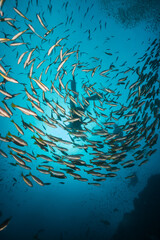 Fototapeta na wymiar Underwater blue ocean full of fish with a scuba diver behind