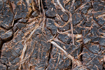 Natural background of old wood grain textured. Abstract of a dark brown wooden pattern.