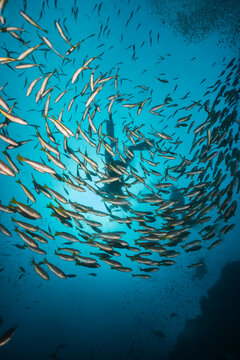 Underwater blue ocean full of fish with a scuba diver behind