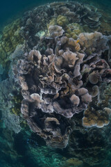 Underwater blue ocean over a garden hard coral reef