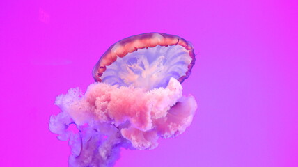 Pink Jellyfish