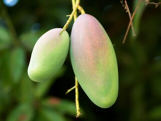 Green mangos