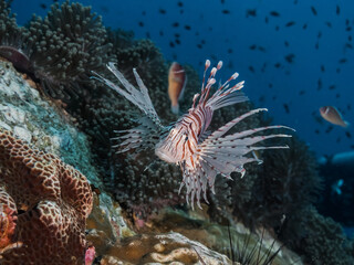 Naklejka na ściany i meble lyon fish in aquarium over a coral reef