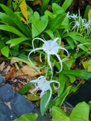 white flower in the garden