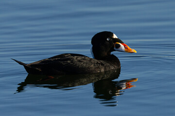 Male Surf Scooter, seen in the wild in a North California marsh