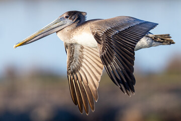 Brown pelican flying, seen in the wild in North California