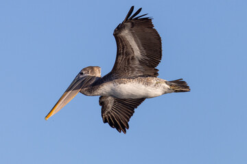 Brown pelican flying, seen in the wild in North California