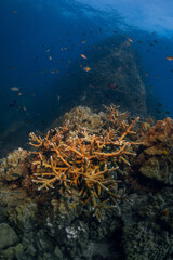 Fototapeta na wymiar hard coral reef and diver anemona great barrier reef