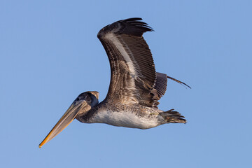 Brown pelican flying, seen in the wild in North California