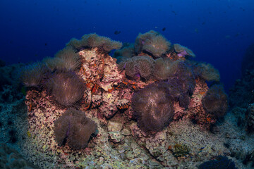 Naklejka na ściany i meble coral reef and diver anemona clown fish