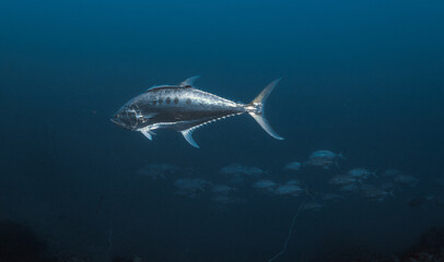 kingfish tuna catching and feeding in the blue sea
