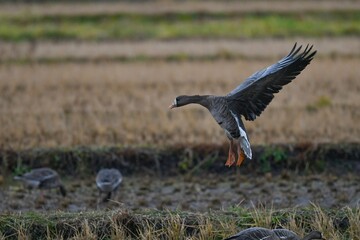 田んぼに舞い降りる北からの冬鳥マガン