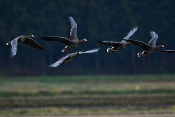 飛び立つ北からの渡り鳥マガンの群れ