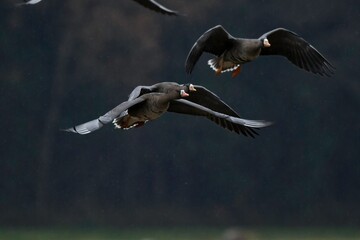 北からの冬の使者マガンの羽ばたき