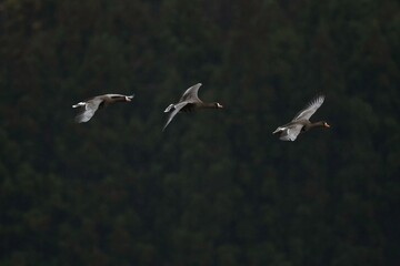 冬の渡り鳥マガンの家族の飛翔