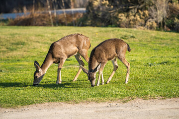 Naklejka na ściany i meble Two California Mule Deer (Odocoileus hemionus californicus) graze in the meadow. 