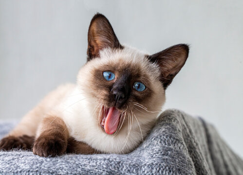 Pet animal; cute siamese cat