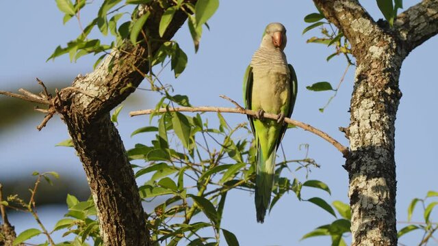 Wildlife close up shot of an exotic monk parakeet, myiopsitta monachus perched on tree branch with blurred out birds silhouette flying across in the background on a sunny day.