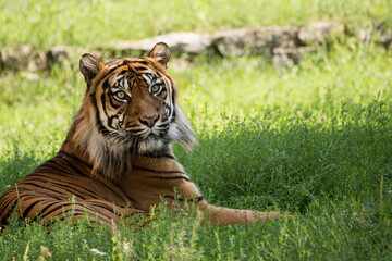 Bengal Tiger resting on grass