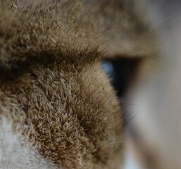 Cat's fur closeup - obrazy, fototapety, plakaty
