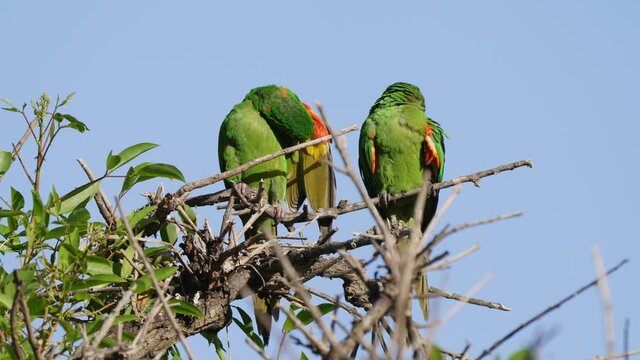 A couple of white-eyed conure; psittacara leucophthalmus preening its beautiful plumage side by side, observing and mimicking the grooming movement, displaying courtship behavior during mating season.