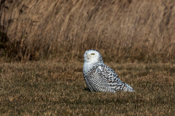 The Snowy owl (Bubo scandiacus), also known as the polar owl, the white owl and the Arctic owl on the shore Lake Michigan in winter during migration from the north.