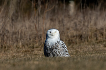Snowy Owl (Bubo scandiacus) in a meadow on the shores of Lake Michigan in winter during migration from the north