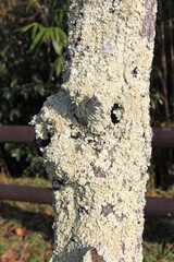 木の幹全体覆うように着生している「ウメノキゴケ」