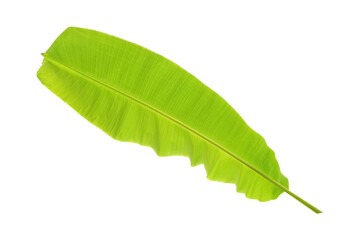 fresh banana leaf isolated on white background with clipping path include for design usage purpose
