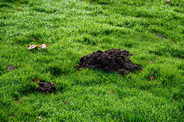 Fresh pile of dirt from a mole hole in a lush green lawn covered with early morning dew
